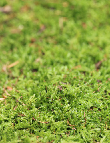 Mousse verte naturelle (Hypnum) - Plaque fine 2-3cm