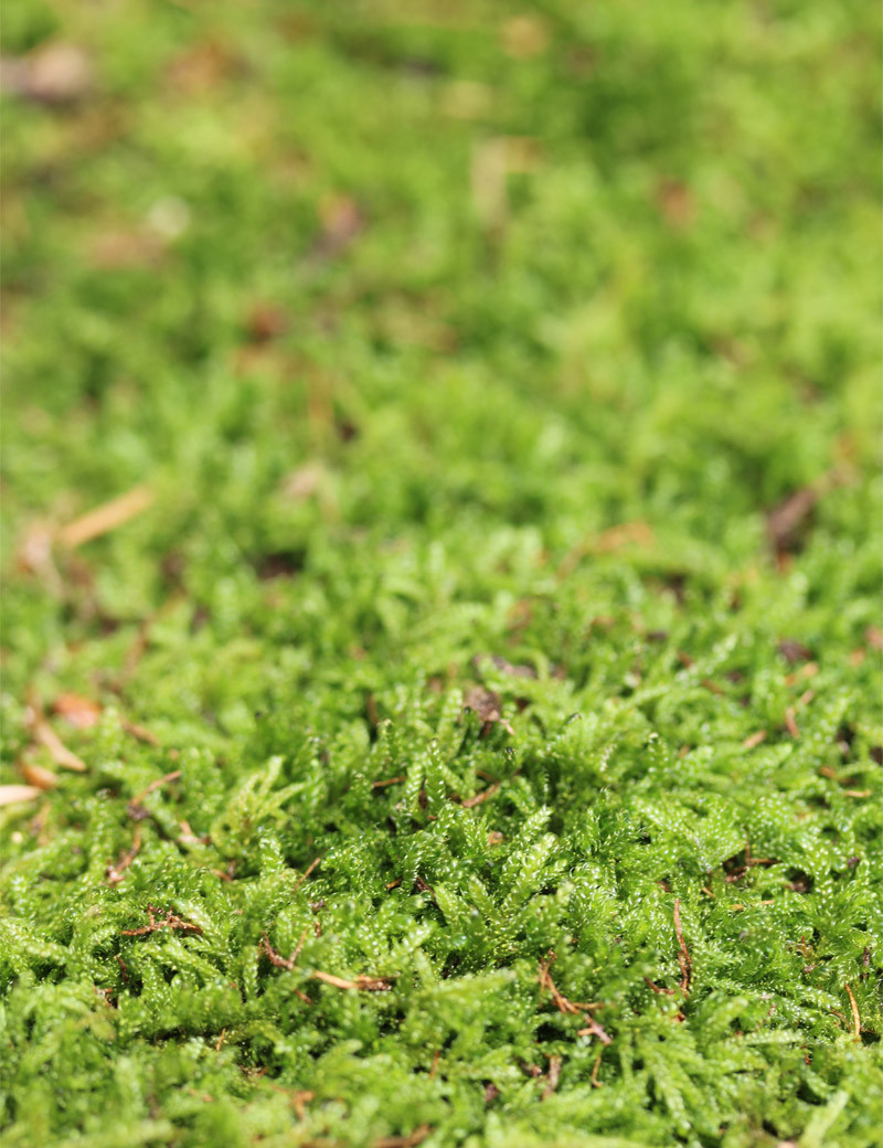 Mousse verte naturelle (Hypnum) - Plaque fine 2-3cm