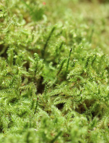 Mousse verte naturelle lycopodium - Plaque épaisse 4-6cm