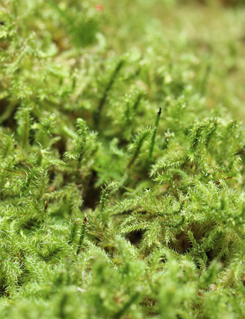 Mousse verte naturelle lycopodium - Plaque épaisse 4-6cm