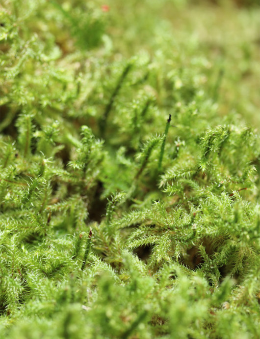 Mousse verte naturelle lycopodium - Plaque épaisse 4-6cm