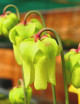 Plante carnivore Sarracenia x excellens "red top"