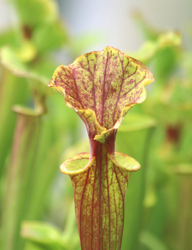 Plante carnivore Sarracenia x excellens "red top"
