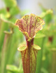 Plante carnivore Sarracenia x excellens "red top"
