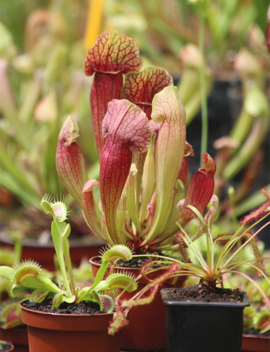 Pack découverte des plantes carnivores
