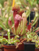 Pack découverte des plantes carnivores