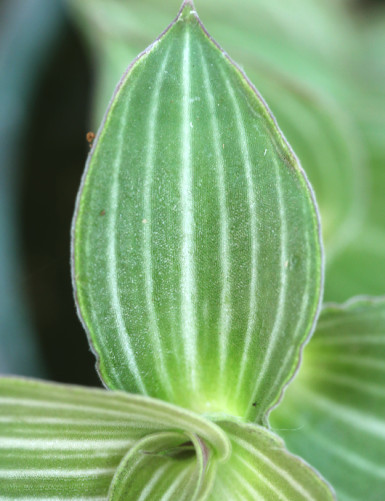 Plantes terrariums Callisia gentlei var Elegans
