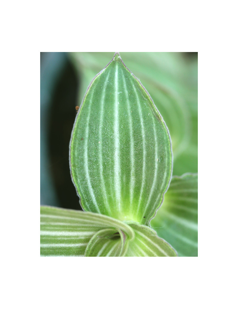Terrarium plants Callisia gentlei var Elegans