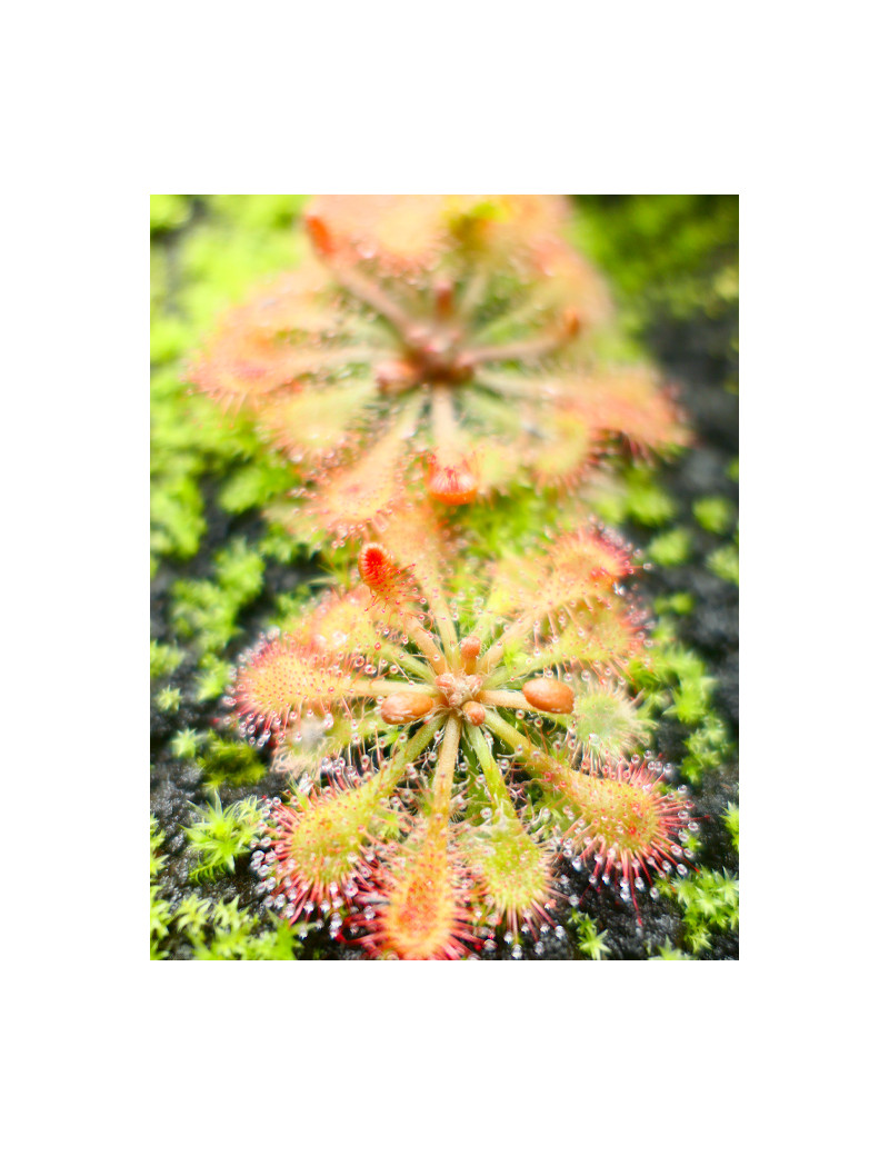 Drosera tokaïensis plante carnivore
