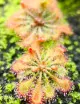 Drosera tokaïensis plante carnivore
