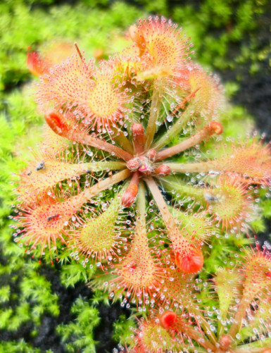 Drosera tokaïensis plante carnivore