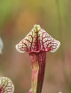 Plante carnivore Sarracenia hybride EVA