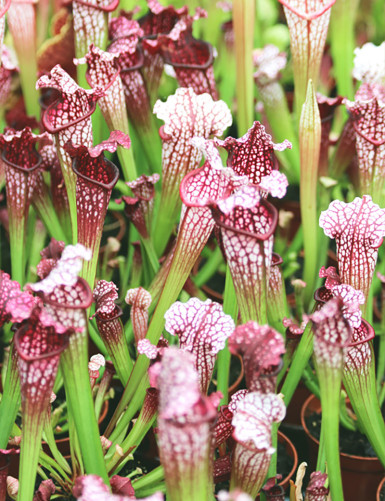 Plante carnivore Sarracenia leucophylla 'hybride'