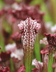 Plante carnivore Sarracenia leucophylla 'hybride'