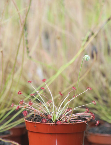 Drosera paradoxa plante carnivore