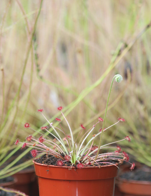 Drosera paradoxa plante carnivore