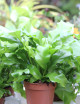 Plantes terrariums Asplenium nidus