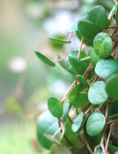 Plantes terrariums Peperomia pepperspot