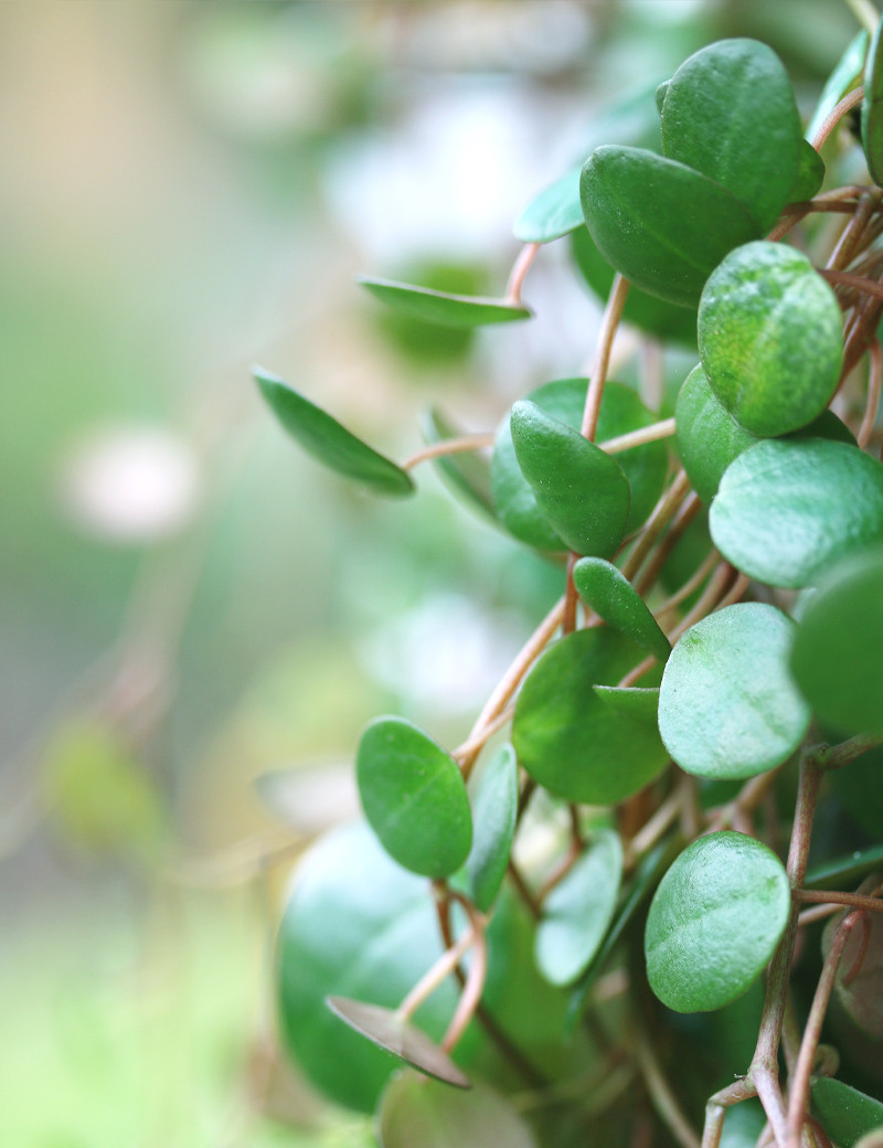 Plantes terrariums Peperomia pepperspot