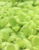 Plante carnivore Pinguicula agnata