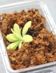 Plante carnivore Pinguicula agnata