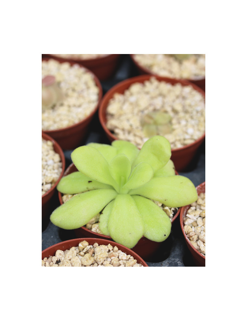 Plante carnivore Pinguicula agnata