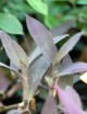 Plantes terrariums Tradescantia pallida - À repiquer -