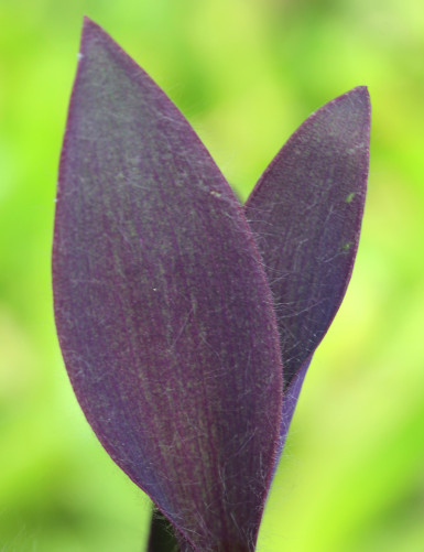 Plantes terrariums Tradescantia pallida - À repiquer -