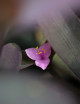 Plantes terrariums Tradescantia pallida - À repiquer -