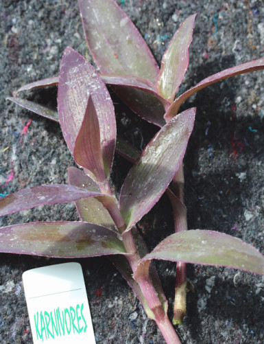 Plantes terrariums Tradescantia pallida - À repiquer -
