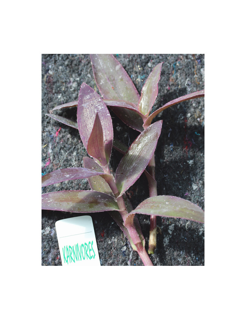 Plantes terrariums Tradescantia pallida - À repiquer -