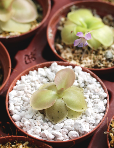 Plante carnivore Pinguicula rectifolia