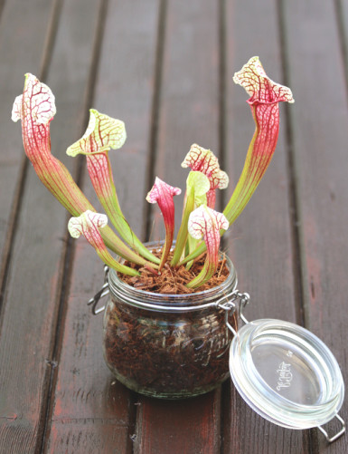 Sarracenia Eva - À conserver