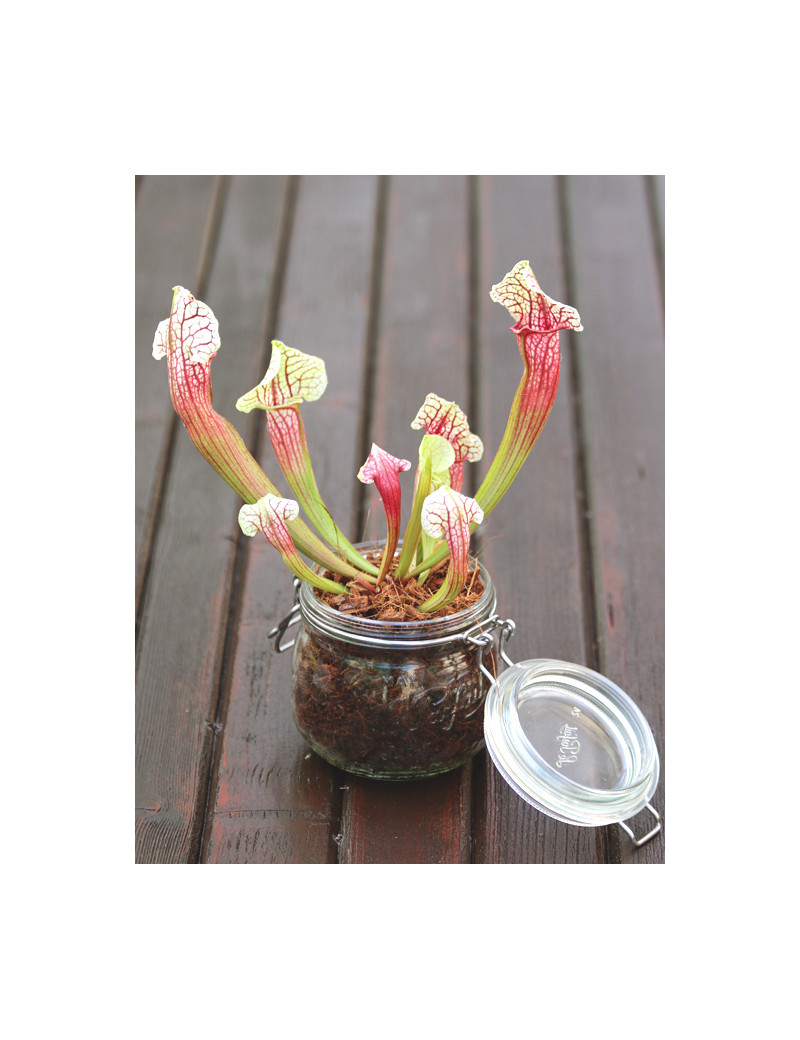 Sarracenia Eva - À conserver