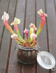 Sarracenia Eva - À conserver