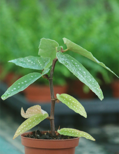 Terrarium plants Begonia tamaya (spotted)