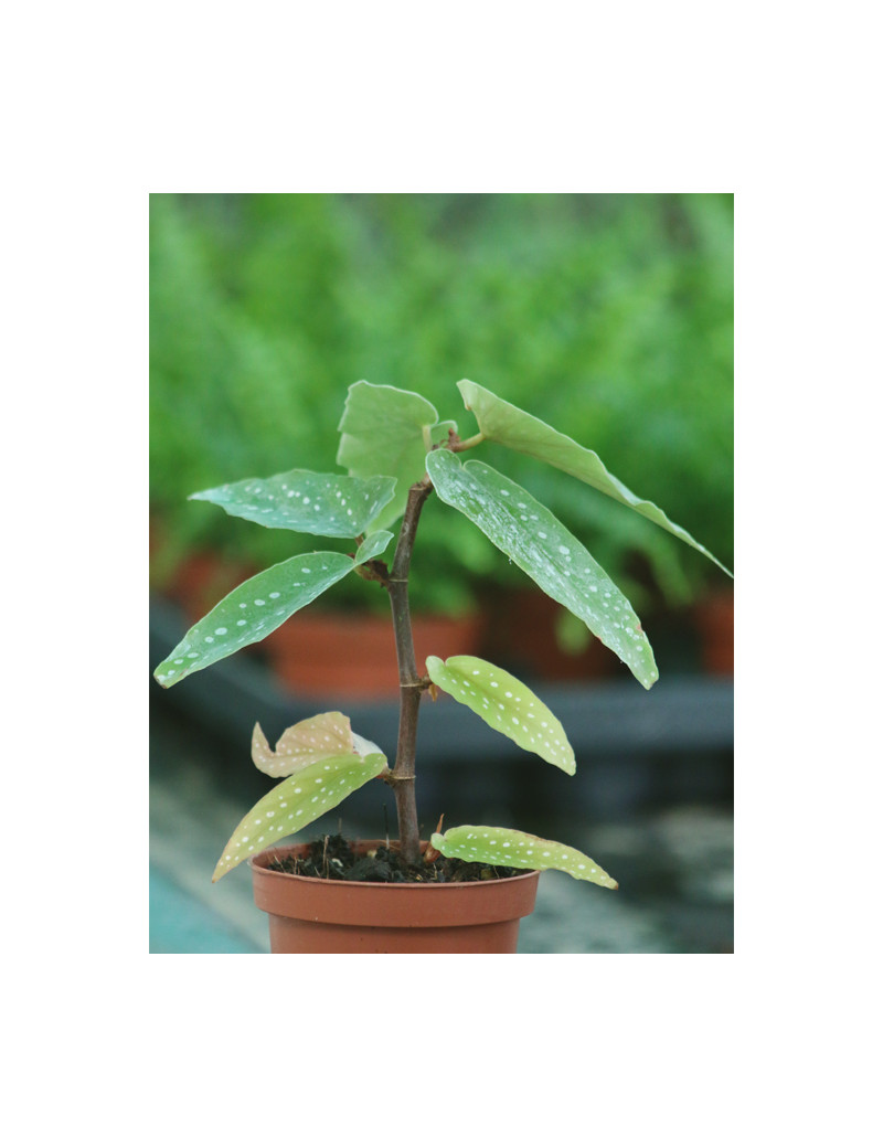 Terrarium plants Begonia tamaya (spotted)