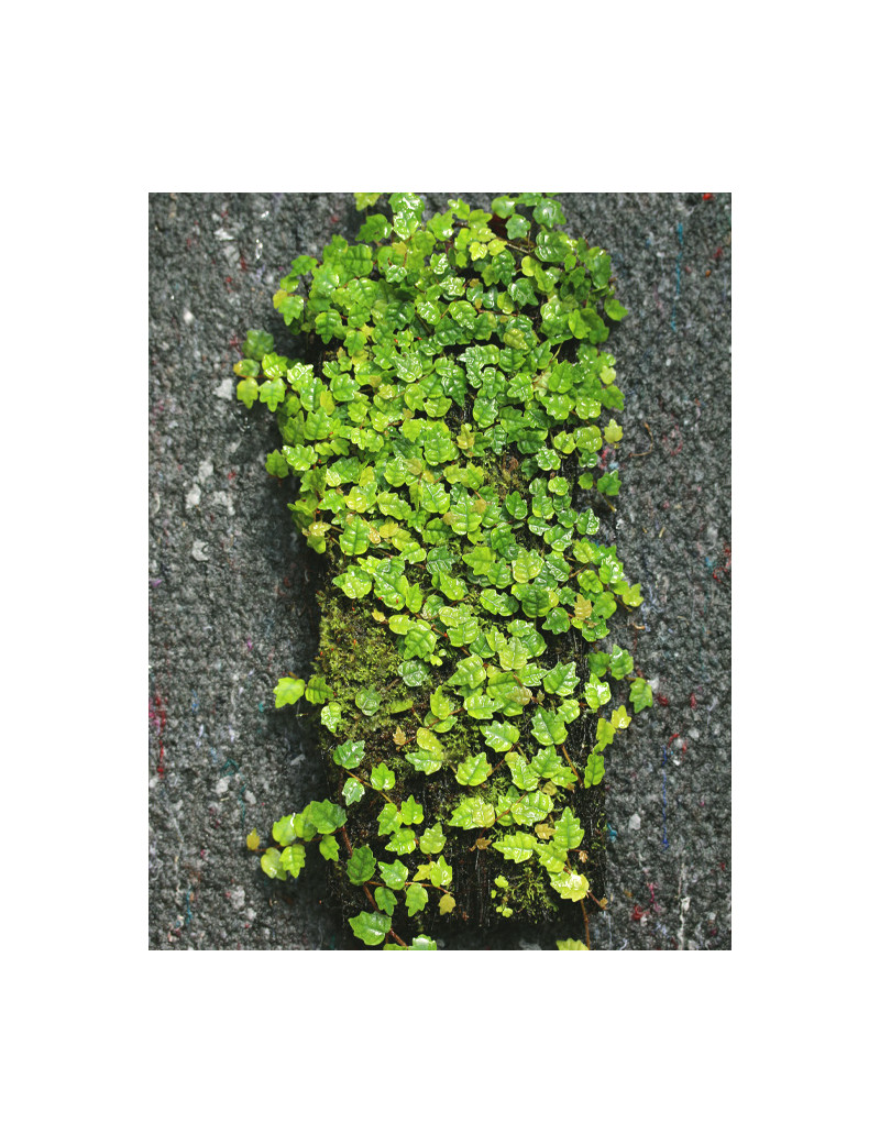 Whole plate - Ficus pumila quercifolia -