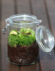 Dionaea muscipula - En terrarium Carnivorous plant - Venus flytrap
