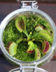 Dionaea muscipula - En terrarium Carnivorous plant - Venus flytrap
