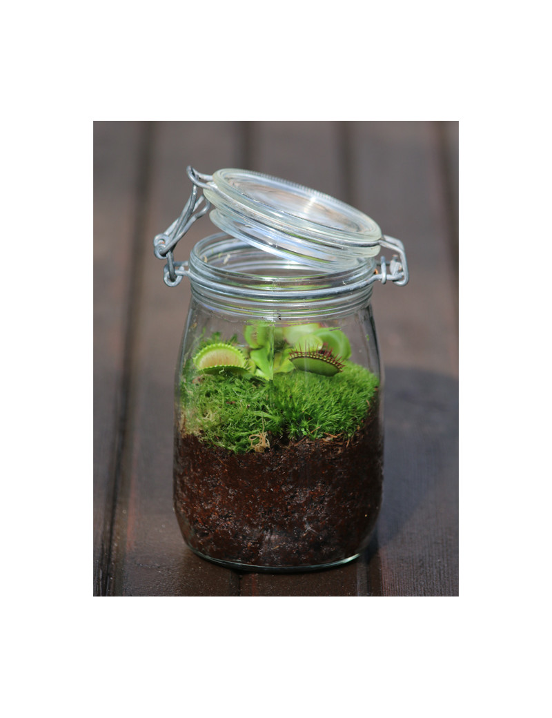 Dionaea muscipula - En terrarium Carnivorous plant - Venus flytrap