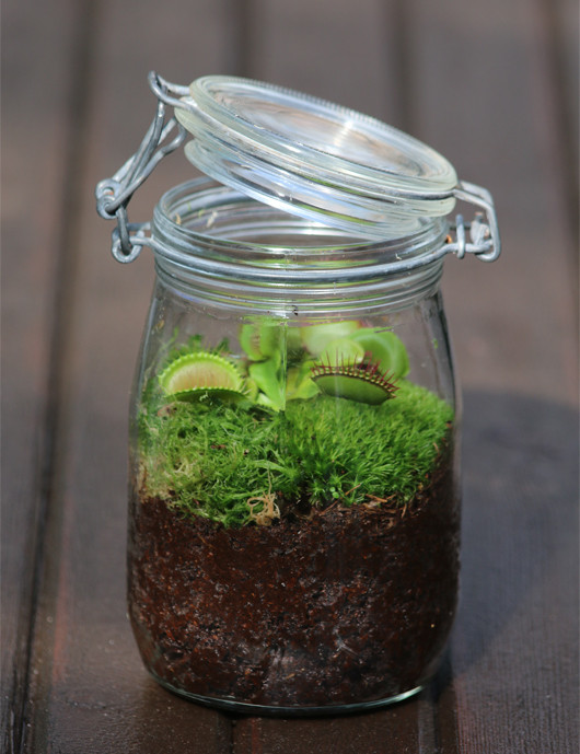 Dionaea muscipula - En terrarium Carnivorous plant - Venus flytrap