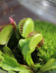 Dionaea muscipula - En terrarium Carnivorous plant - Venus flytrap