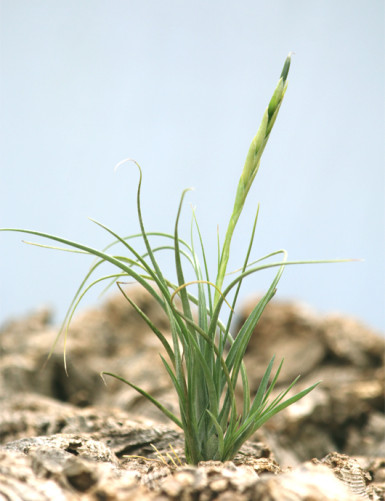 Tillandsia rectifolia - 12 à 16 cm fille de l'air