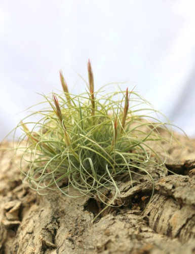 Tillandsia rectifolia en touffe - 10 à 15 cm fille de l'air