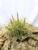 Tillandsia rectifolia en touffe - 15 à 20 cm fille de l'air