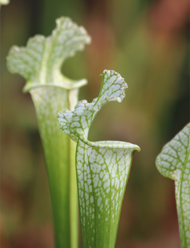 Plante carnivore Sarracenia x stevensii forme blanche
