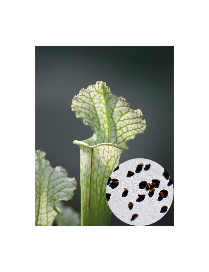 Sarracenia x stevensii seeds white form Carnivorous plant