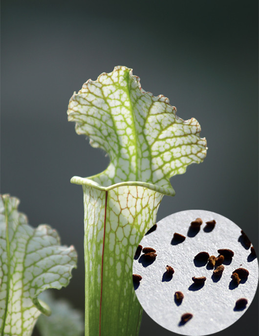 Sarracenia x stevensii seeds white form Carnivorous plant