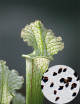 Sarracenia x stevensii seeds white form Carnivorous plant